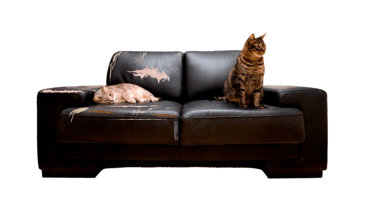 Материал на диван против кошек